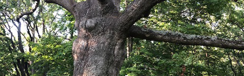 Large Grandmother Oak Tree in Claymont